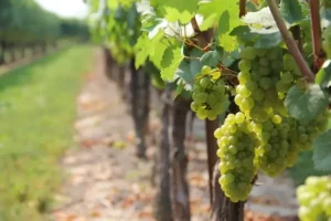 Lire la suite à propos de l’article Les meilleurs vignerons de Provence et de Corse