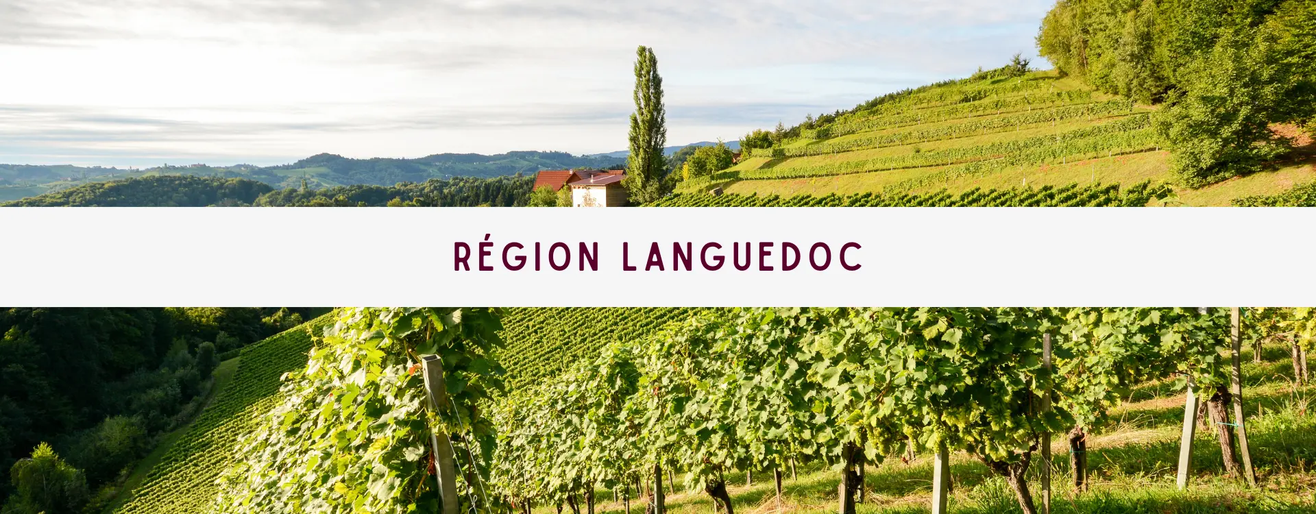 You are currently viewing Région Languedoc