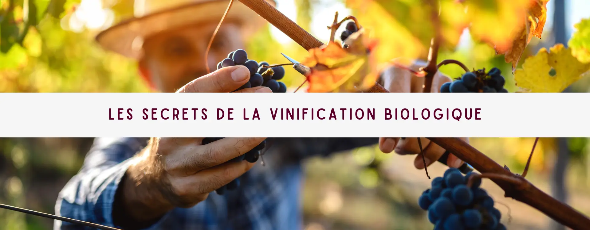 You are currently viewing Les Secrets de la Vinification Biologique