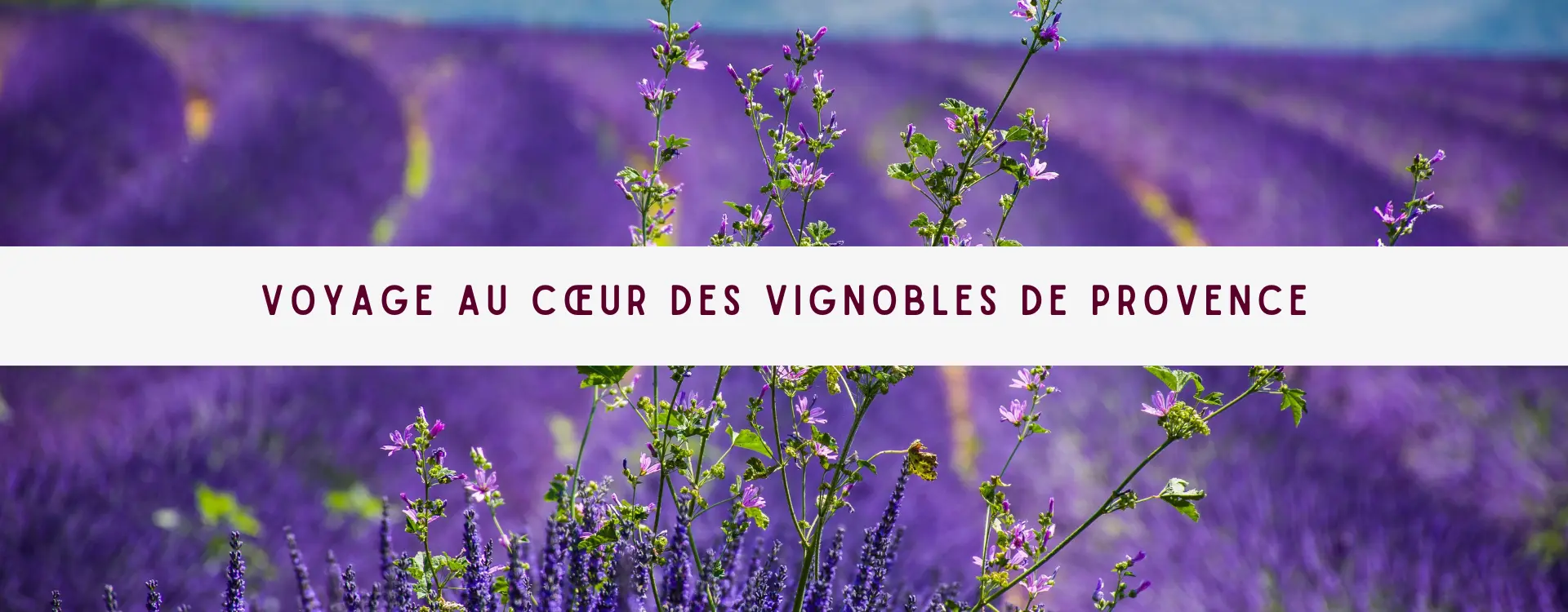 You are currently viewing Voyage au Cœur des Vignobles de Provence
