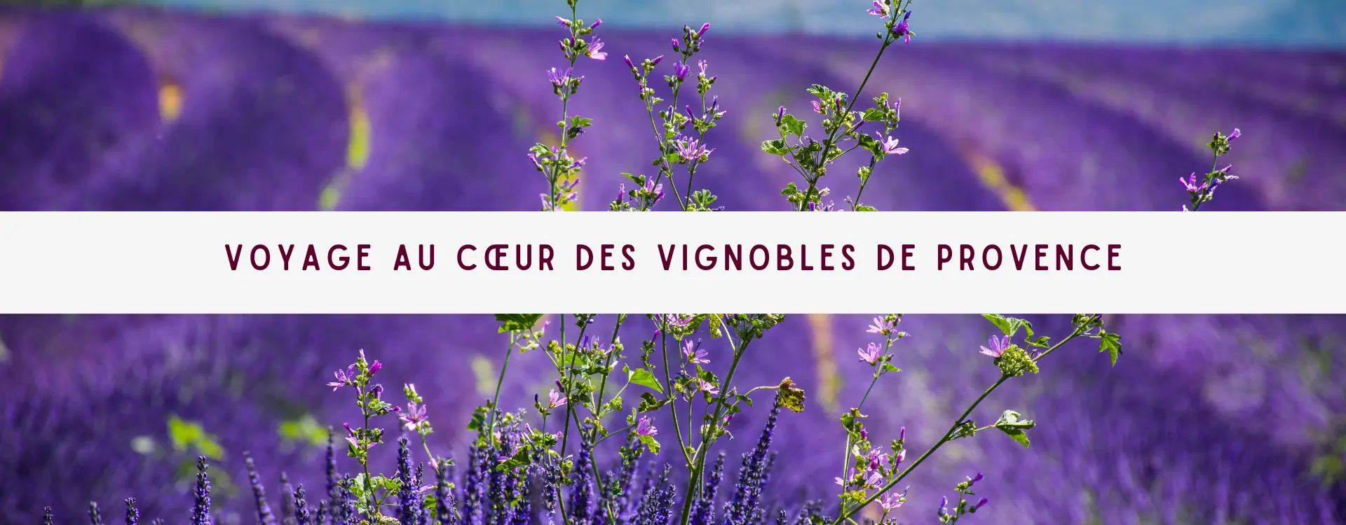 Lire la suite à propos de l’article Voyage au Cœur des Vignobles de Provence